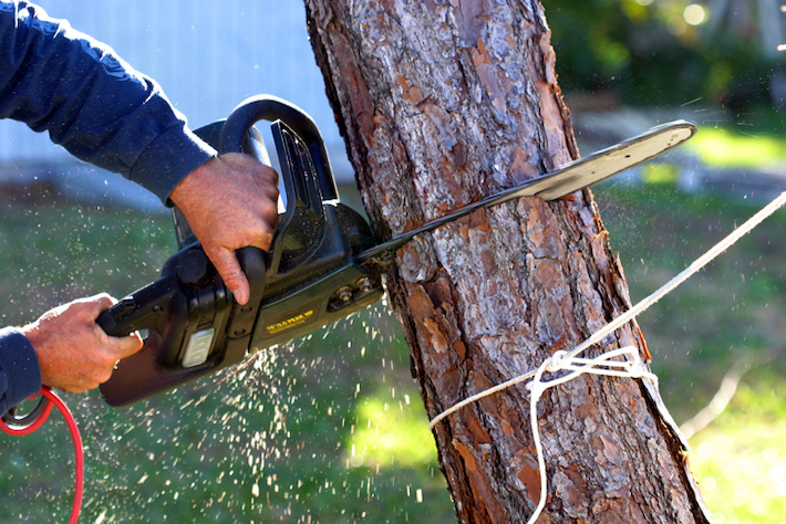 Cutting Down a Small Tree? These Tips Can Help!