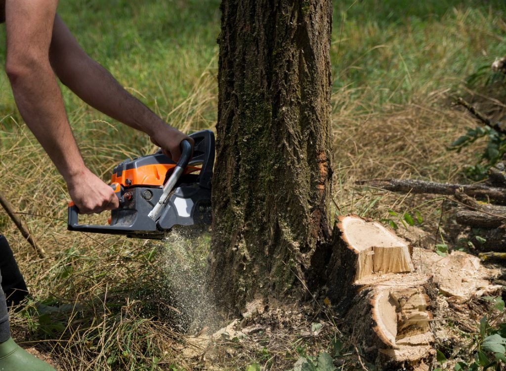 Person cutting down a tree with a chainsaw